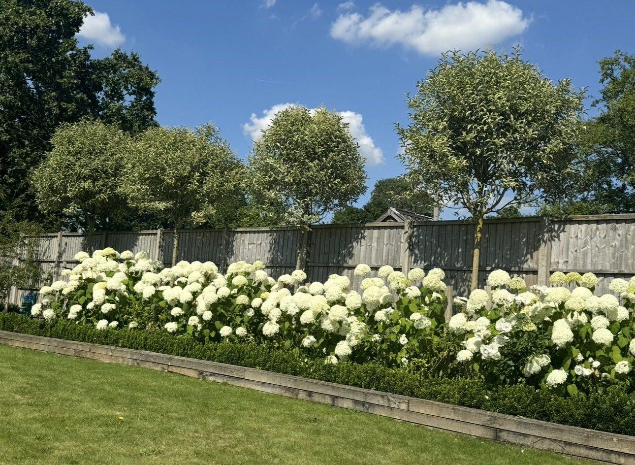A sleeper-edged border of white hydrangeas under pleached trees, with the lawn edged cleanly up to it.
